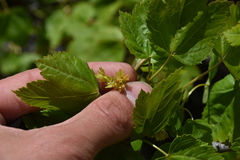 Acer glabrum douglasii