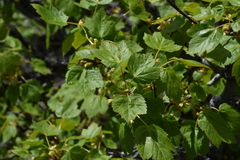 Acer glabrum douglasii