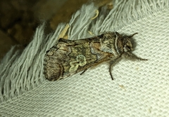 Diloba caeruleocephala