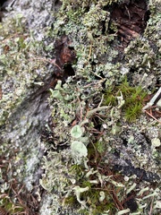 Cladonia digitata