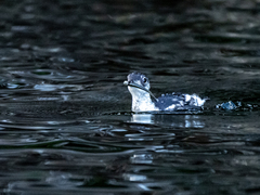 Brachyramphus marmoratus