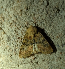 Polymixis argillaceago