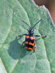 Neolema fasciata