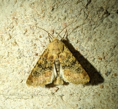 Polymixis argillaceago