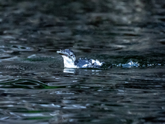 Brachyramphus marmoratus