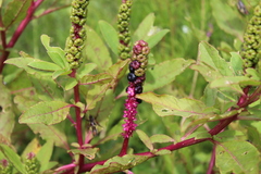 Phytolacca octandra