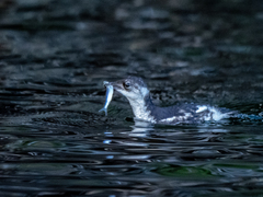 Brachyramphus marmoratus