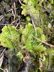 Peltigera aphthosa
