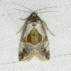 Maliattha synochitis