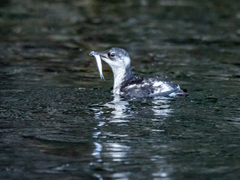 Brachyramphus marmoratus