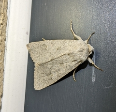 Ammoconia caecimacula