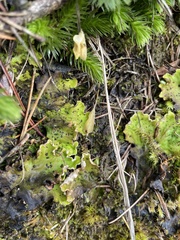 Peltigera aphthosa