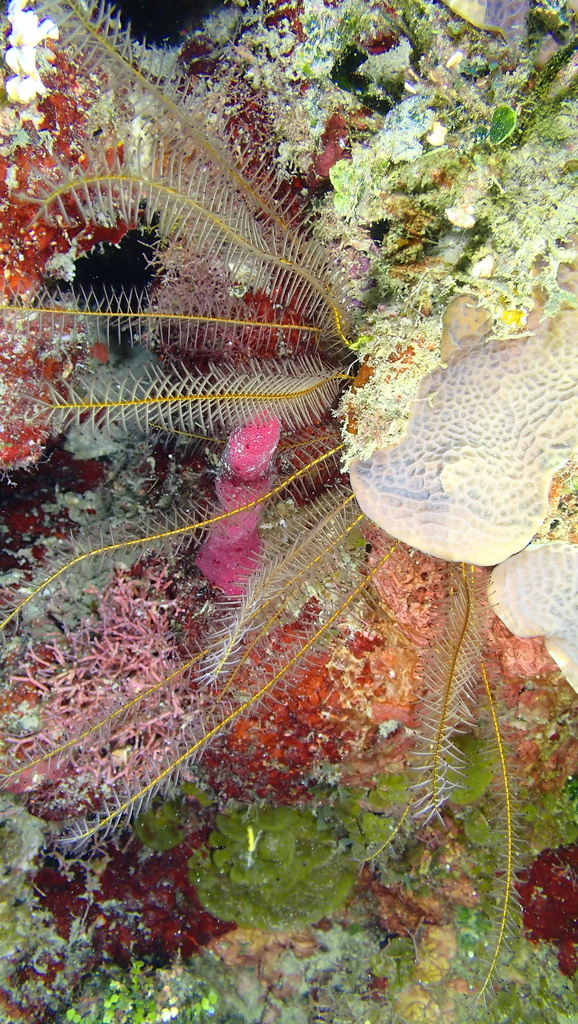 Davidaster discoideus