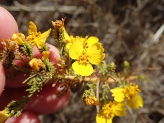 Holocarpha virgata virgata