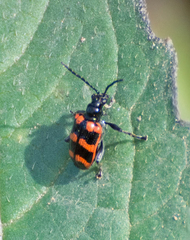 Neolema fasciata