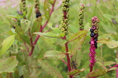 Phytolacca octandra