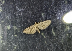 Eupithecia pusillata