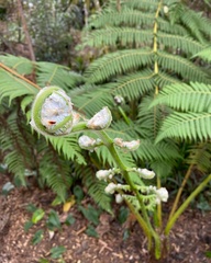 Cyatheaceae