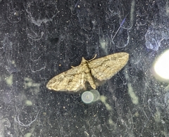 Eupithecia pusillata