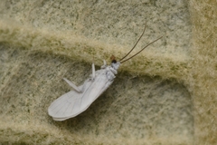 Coniopterygidae