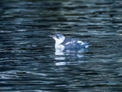Brachyramphus marmoratus