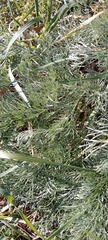Artemisia marschalliana