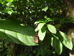 Riodinini