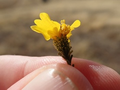 Holocarpha virgata virgata
