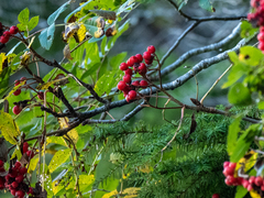Sorbus sitchensis