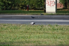 Columba livia domestica