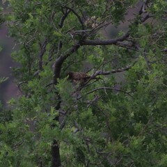 Campylorhynchus brunneicapillus