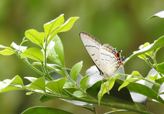 Jalmenus evagoras
