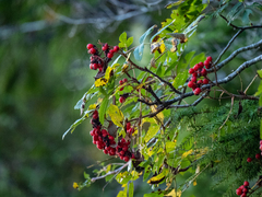 Sorbus sitchensis