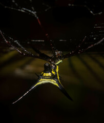 Micrathena schreibersi
