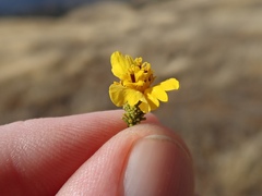 Holocarpha virgata virgata