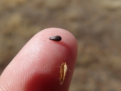 Holocarpha virgata virgata