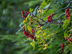 Sorbus sitchensis