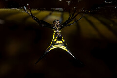 Micrathena schreibersi