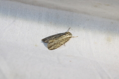 Acronicta lithospila