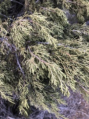 Juniperus pinchotii