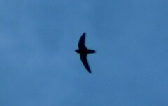 Streptoprocne rutila