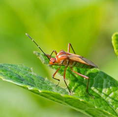 Hypselonotus interruptus