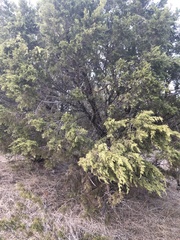 Juniperus pinchotii