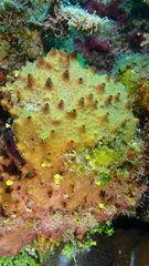 Ircinia felix