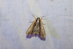 Apamea verbascoides