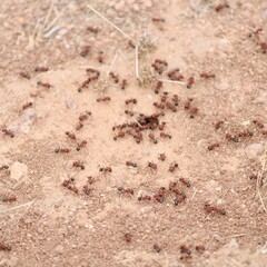 Pogonomyrmex bicolor