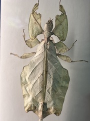 Pulchriphyllium giganteum