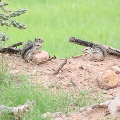 Ammospermophilus harrisii