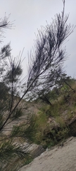 Casuarina equisetifolia