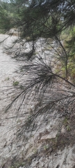 Casuarina equisetifolia